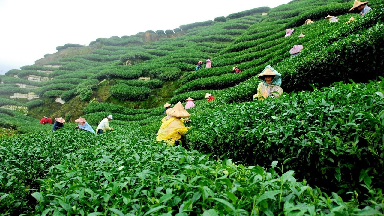 New Tea Auction Center opens in Sreemangal